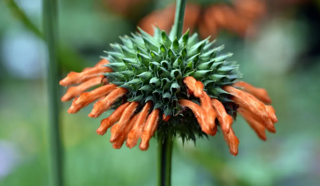 Rising flower of a lion's tail
