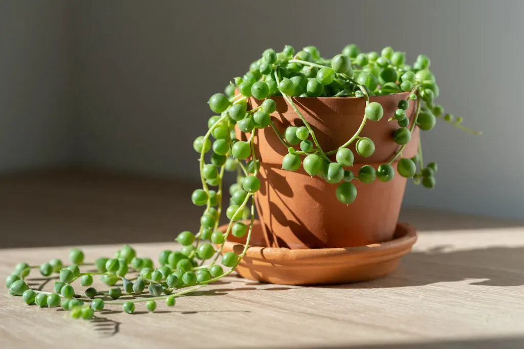 String of Pearls plant in a clay pot
