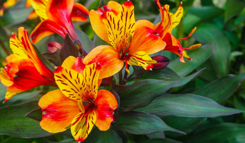 Vibrant yellow and red Peruvian lily in full bloom