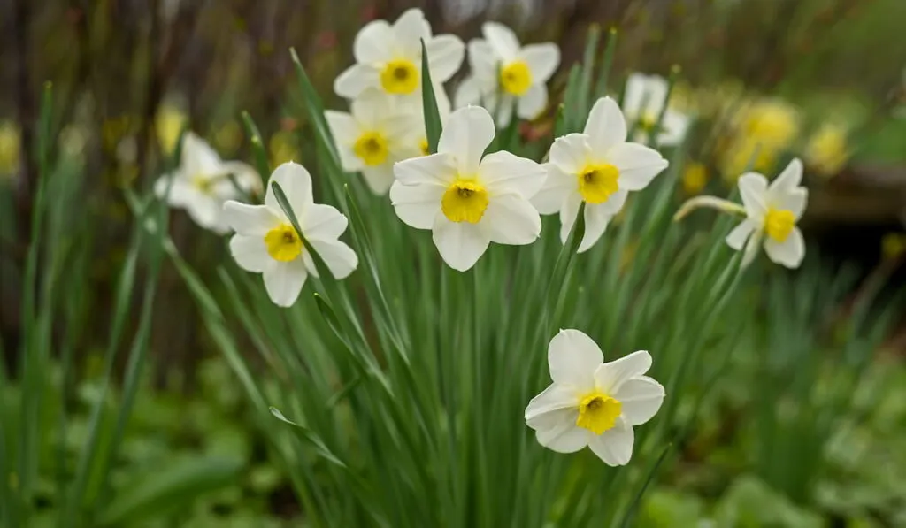 White Daffodils 
