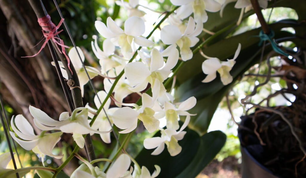 White Dendrobium Orchids in the garden