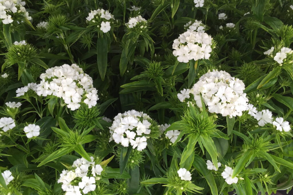 White sweet William flowering