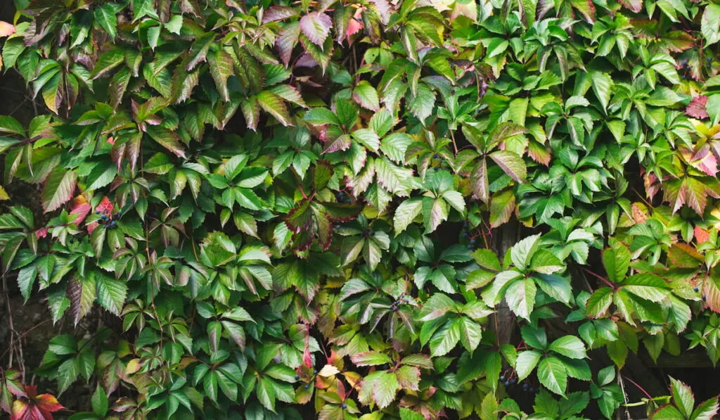 Wild grapes leaves
