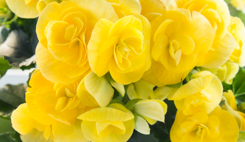 Closeup photo of yellow begonia