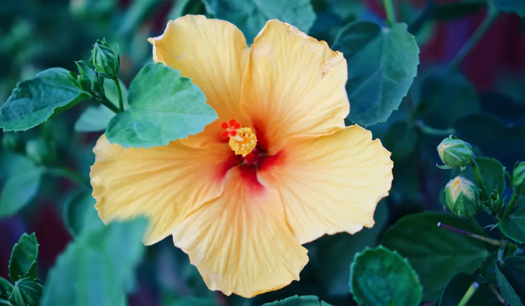Yellow blooming hibiscus flower natural background
