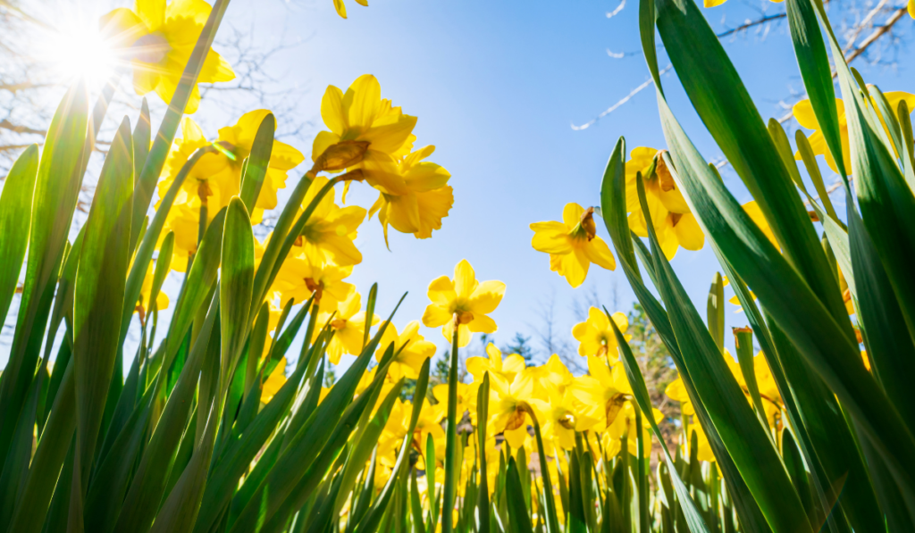 Yellow daffodils against blue sky
