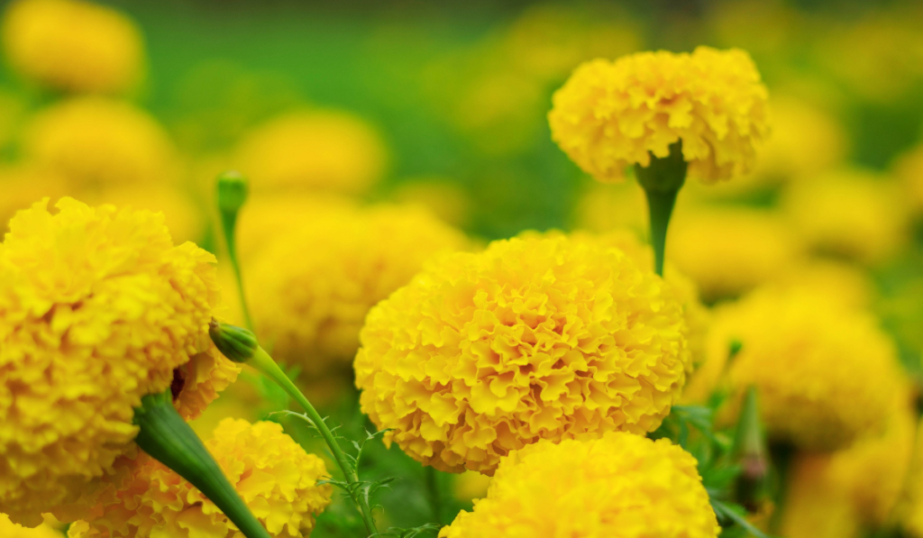 Yellow marigold with beauty
