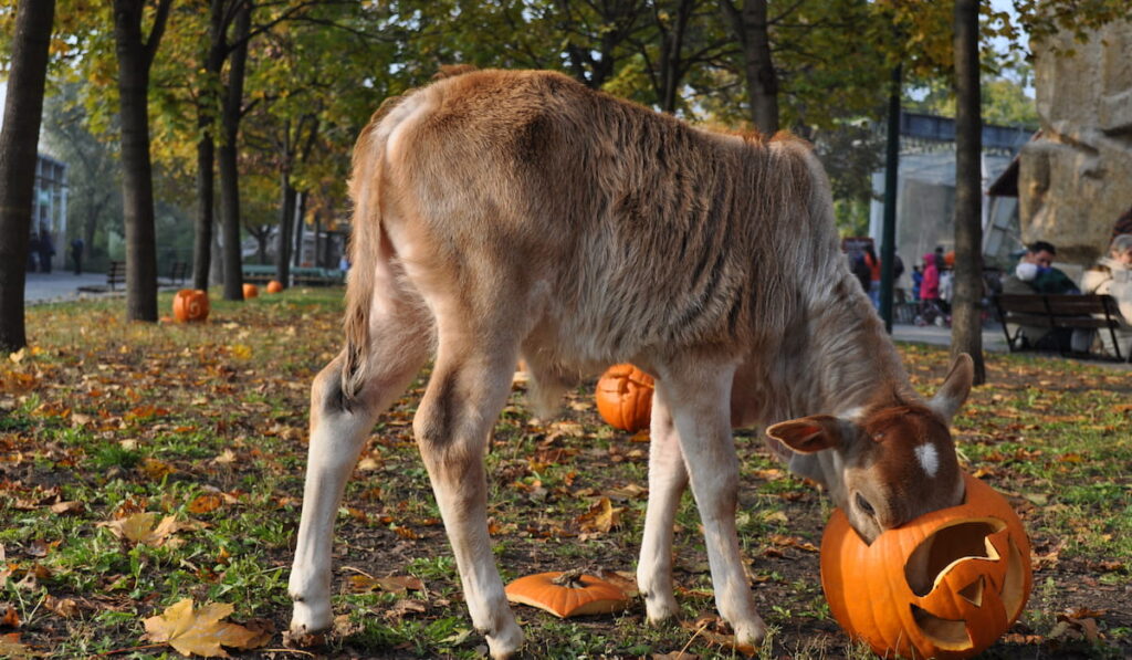 Young deer eating out a Halloween pumpkin
