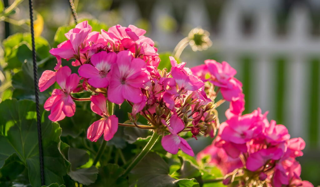 plant with pink flowers in a hanging basket