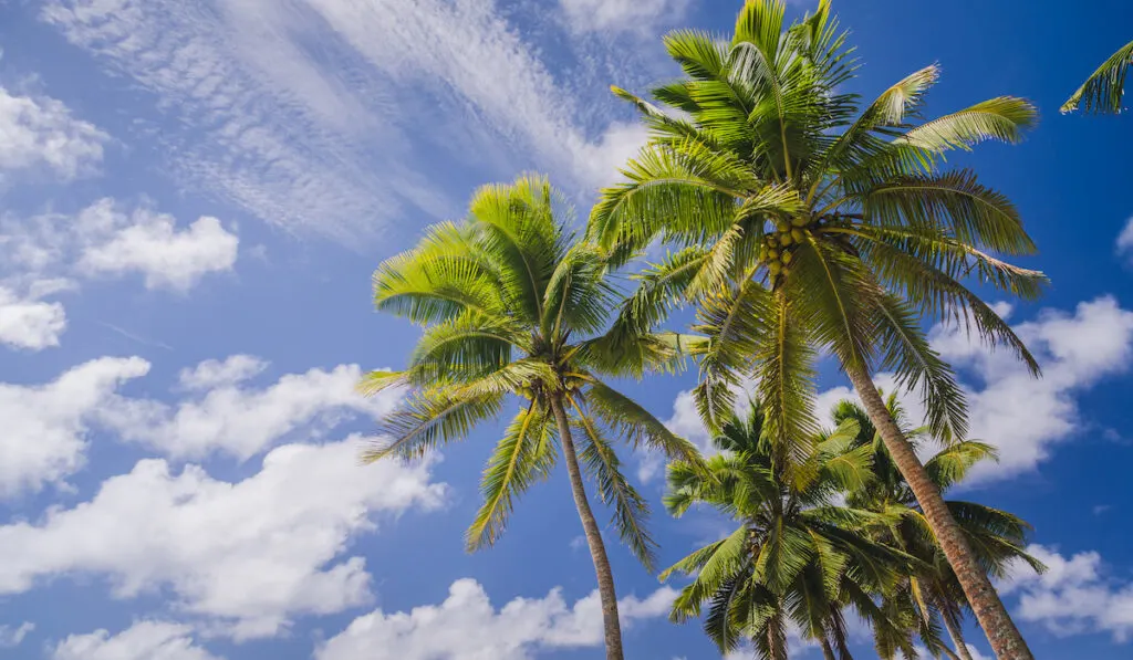 coconut palm trees at a white beach

