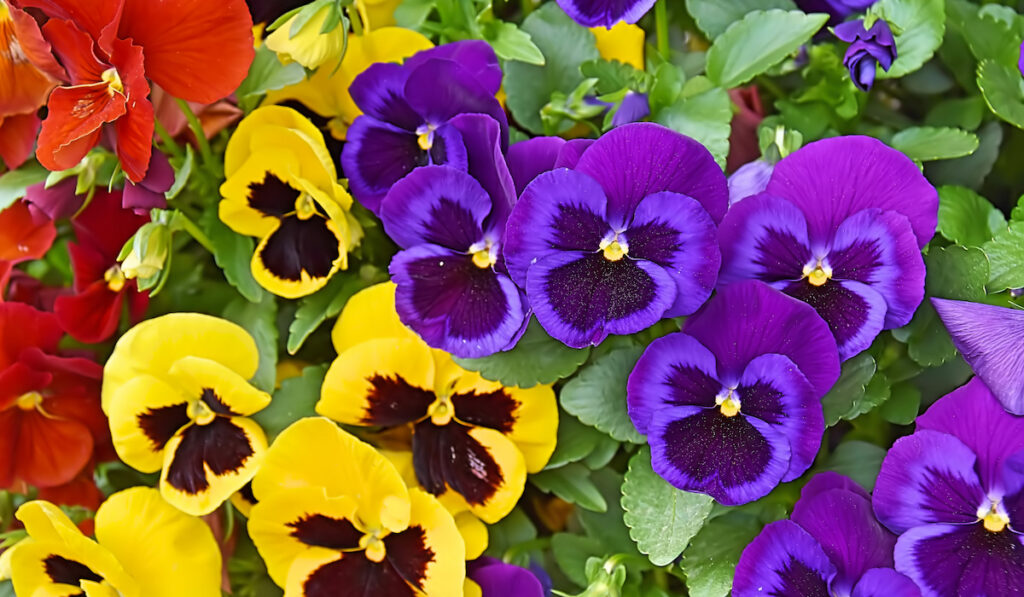 colorful pansy flower in the garden