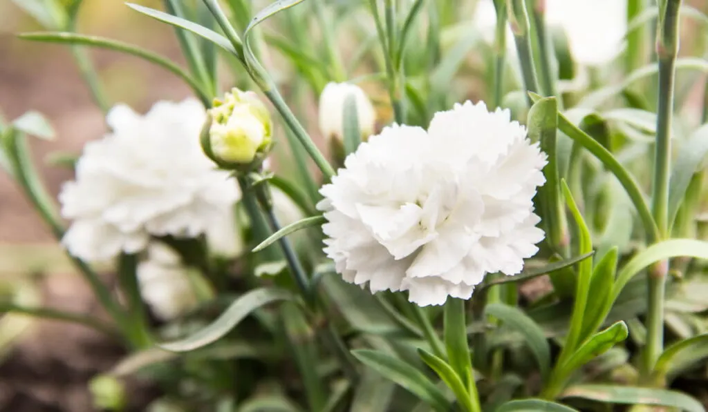 flowering of white carnations