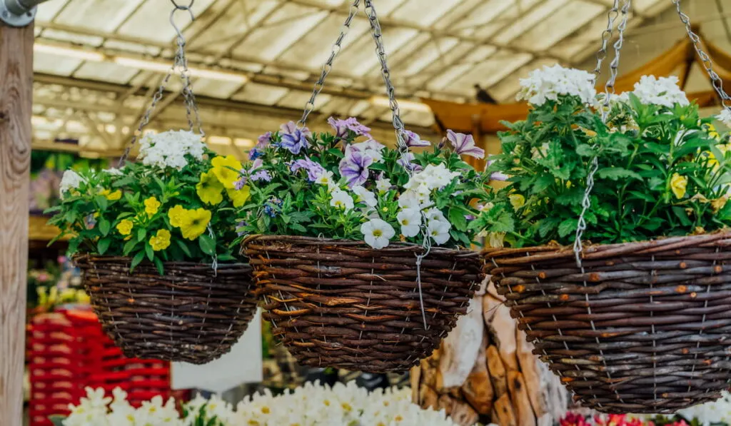 flowers hanging in wicker basket pots