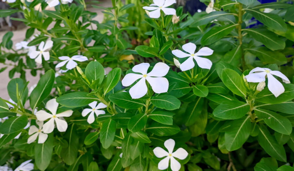 flowers white periwinkle 
