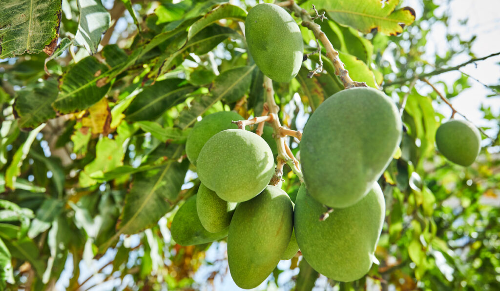 fresh green unripe mangoes on a branch