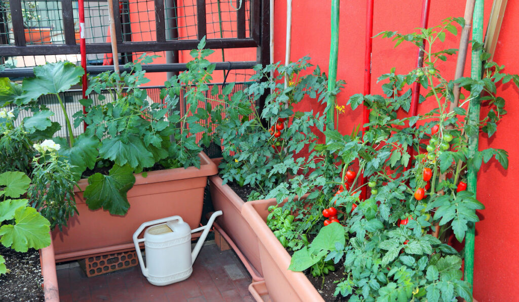 growing red tomatoes and zucchini in pots on the terrace of the apartment