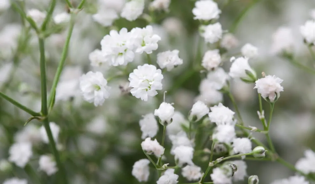 little white Gypsophila(Baby's-breath) flowers 