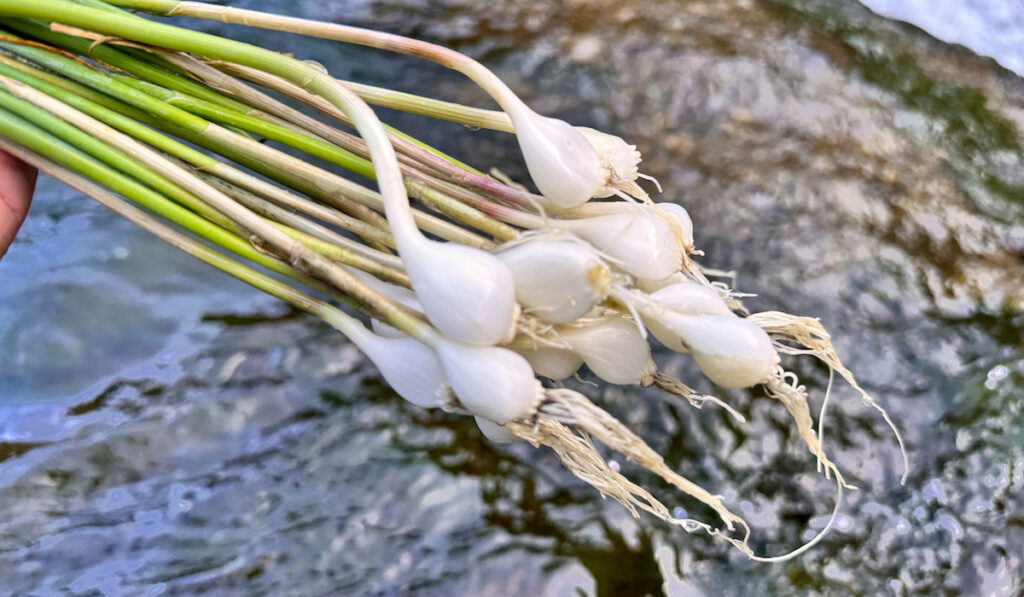 medicinal wild onions edible in the highlands of the mountains
