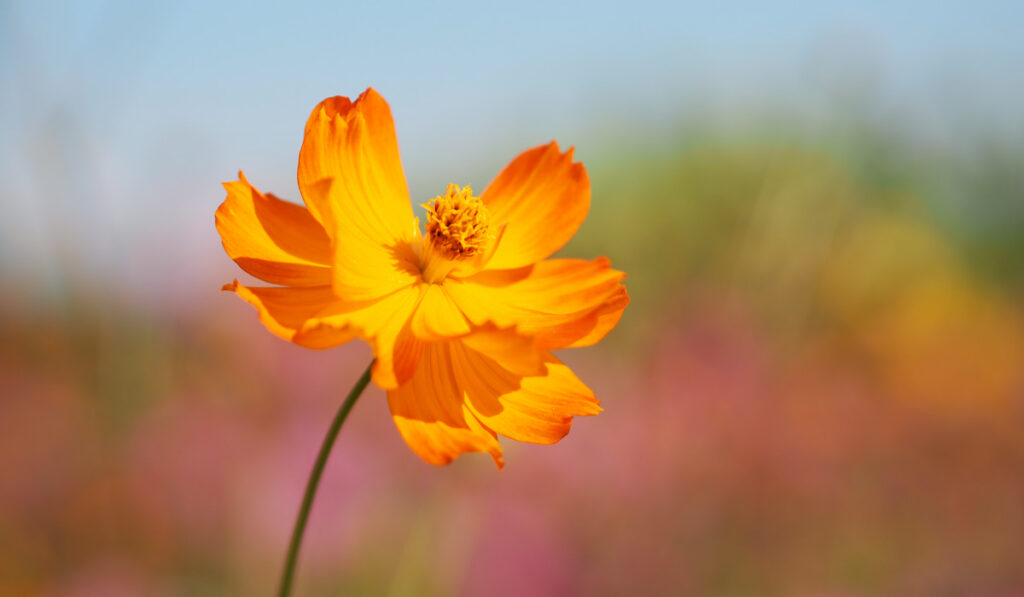 orange cosmos flower blooming in springtime on blurred nature background