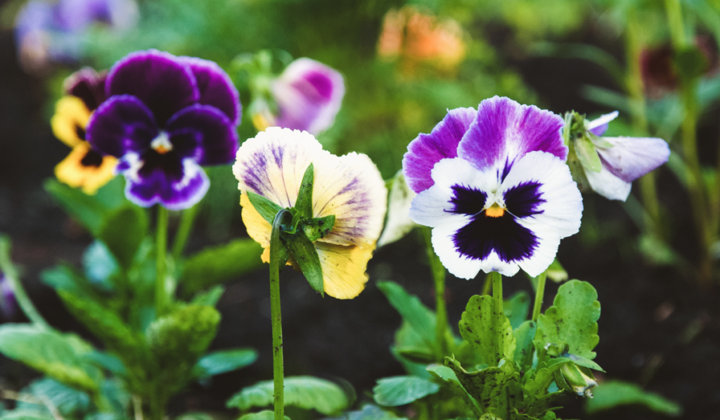 pansy flowers, variety of pansies in the garden bed closeup
