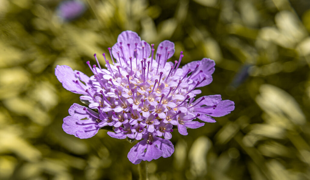 pincushion flower in bloom