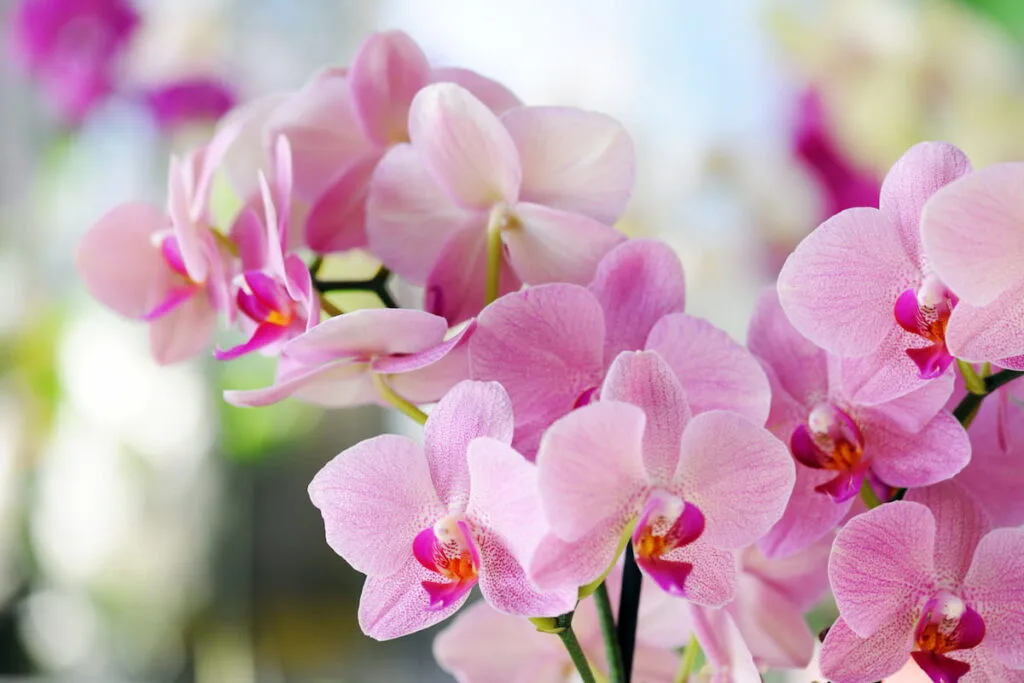 pink orchid against light background

