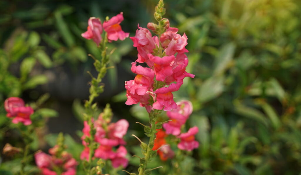 pink snapdragon flower in blurry garden background