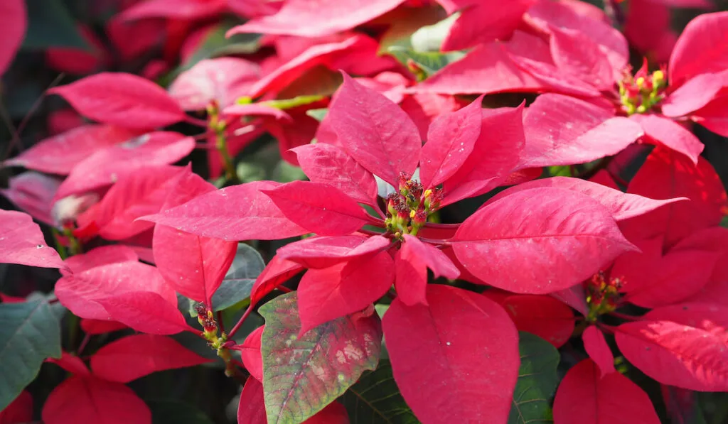 poinsettia green and red leaves tree blooming in garden