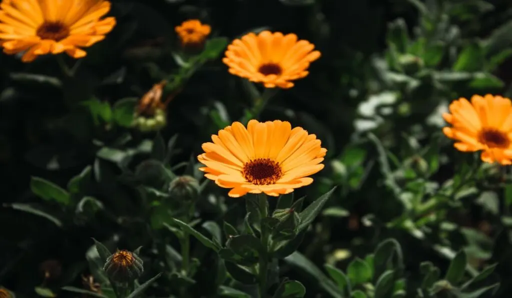 pot marigolds surrounded by greenery in a field under the sunlight