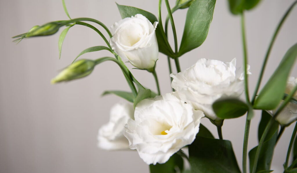 pure white Lisianthus flower