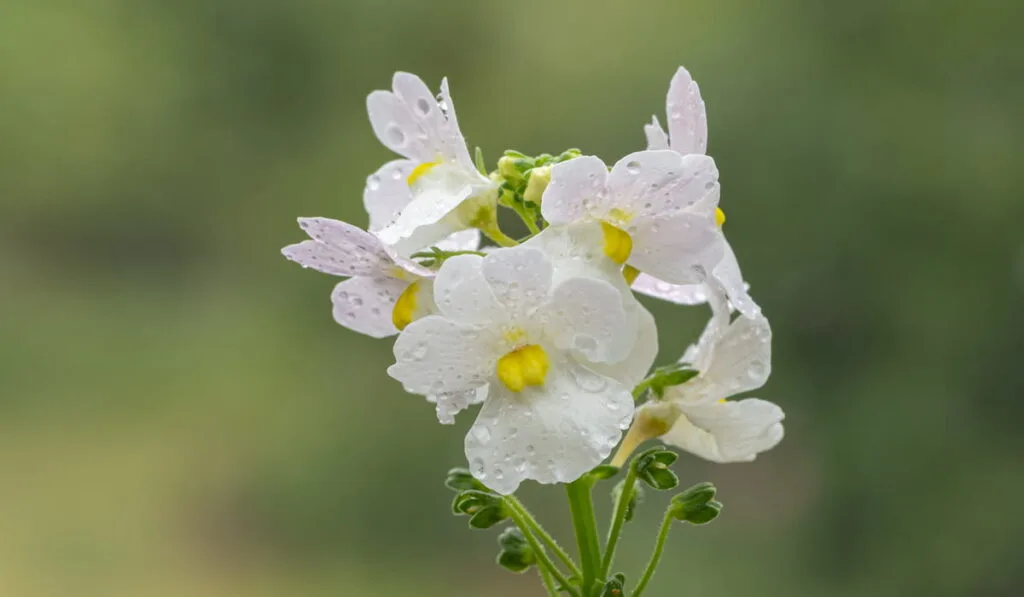 vanilla nemesia flowers in bloom