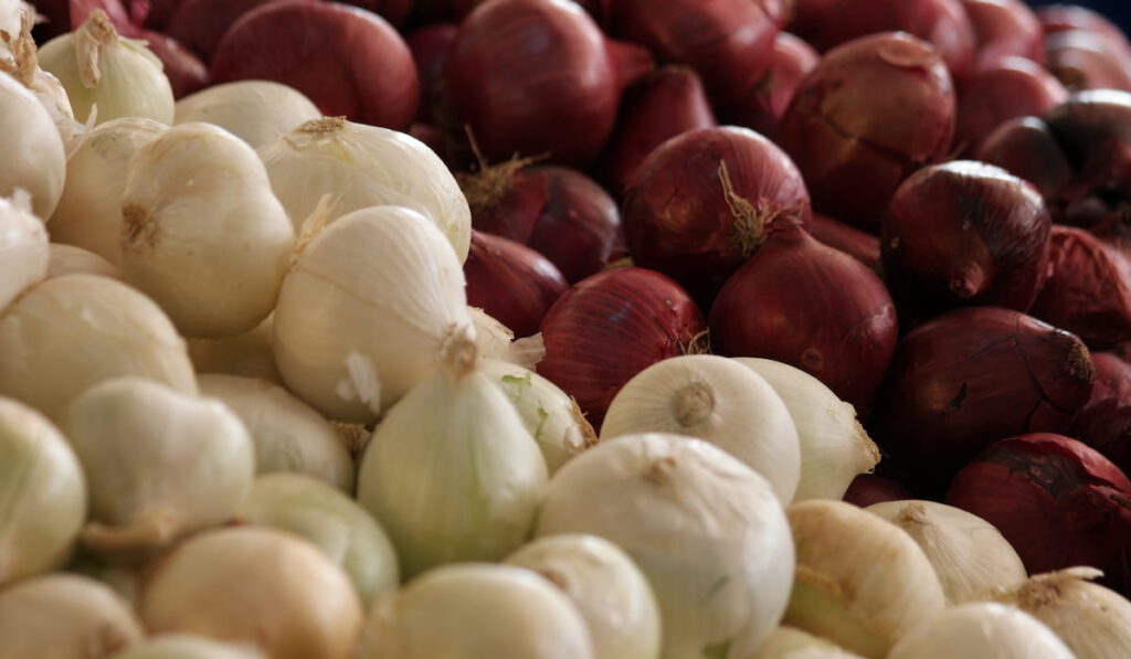 white and red onion bulbs