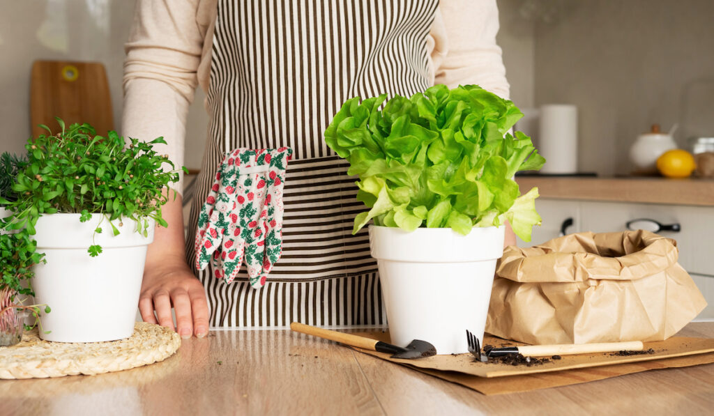 A woman in an apron plants a green Lettuce in a pot of soil in the kitchen