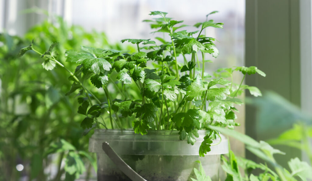 Growing seedlings of greens of vitamin parsley in a pot on a window on a windowsill on a balcony