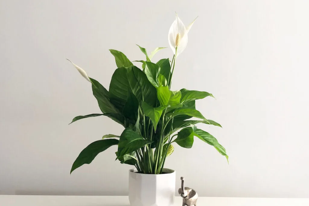 Isolated peace lily house plant on empty white desk