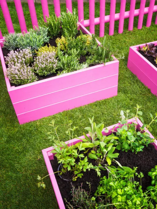 Pink raised beds with herbs and vegetables. Trendy garden design - ss230921