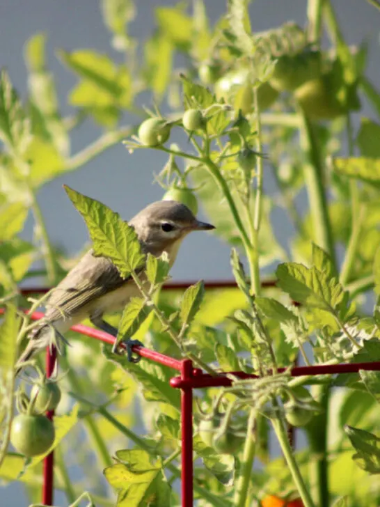 a small bird near the tomato plant in the garden