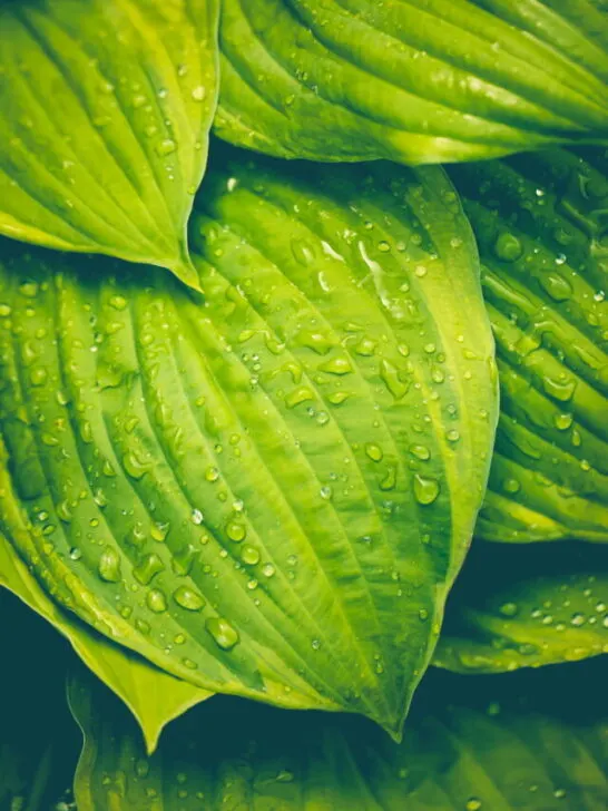 pretty Hostas leaves with droplets