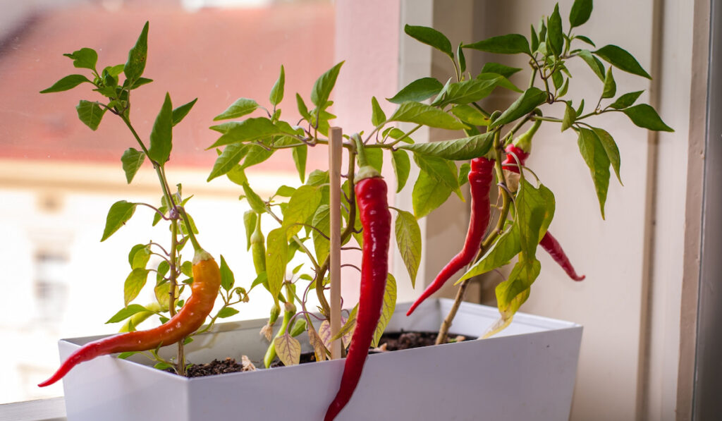 red hot fresh chili peppers in a pot on the window
