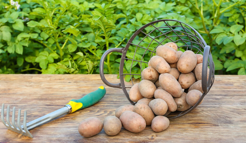 a rake and basket with raw gathered potatoes on table in field 