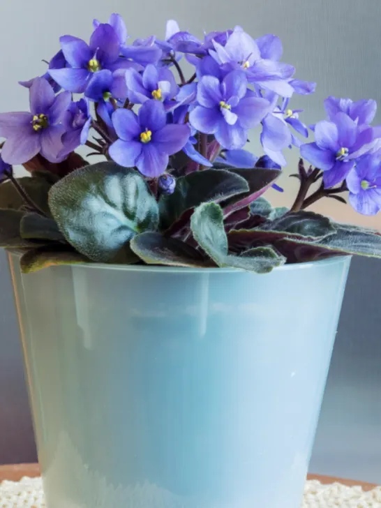 Blooming domestic blue perennial African violet - ss231106
