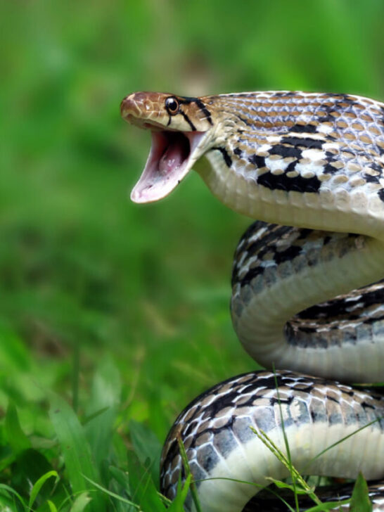 a venomous fierce copperhead snake on the lawn