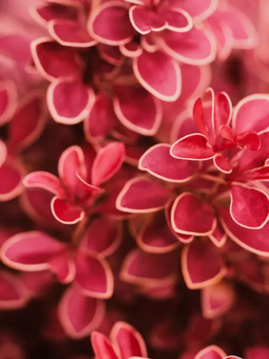 macro closeup of a japanese barberry bush
