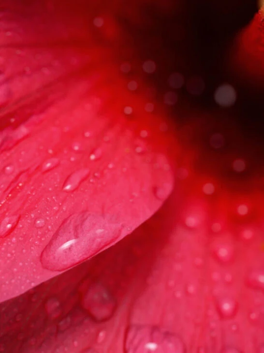 macro shot of a hibiscus petal with water droplets