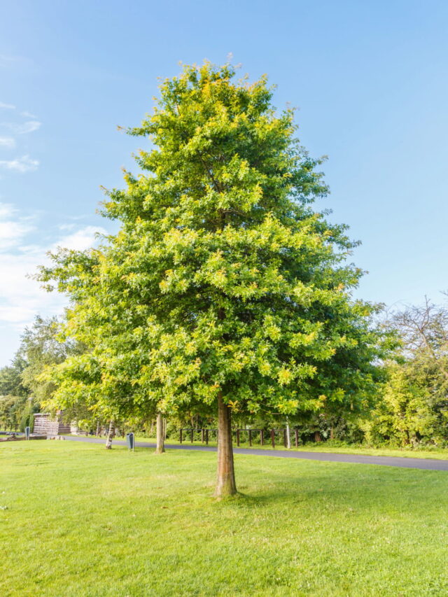 11 Trees That Have Acorns