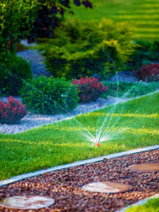 beautiful garden with plants watered by automatic sprinkler