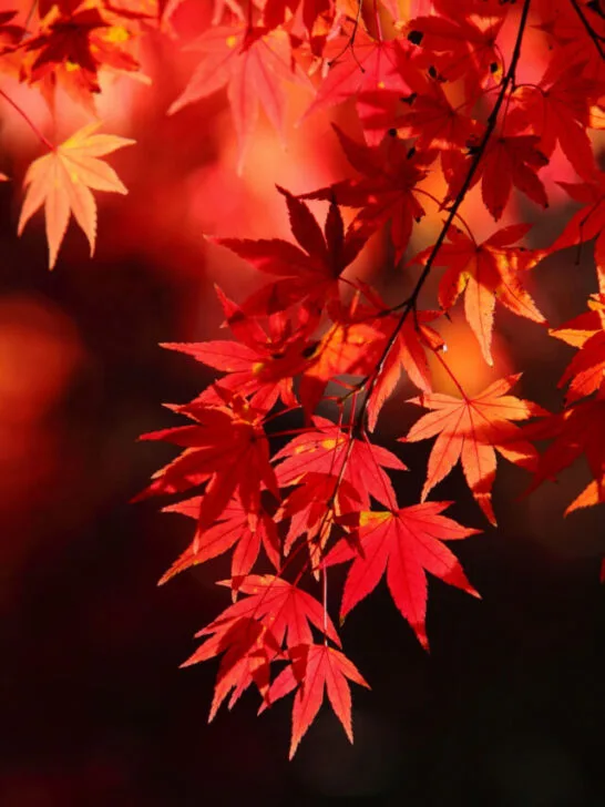 pretty red oak tree leaves