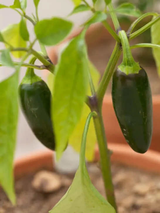 jalapeno pepper plant in a pot - cc240503